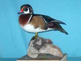 Wood Duck Drake
